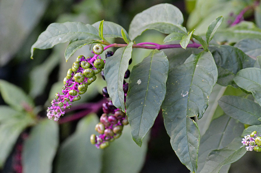 Phytolacca americana / Fitolacca, Cremesina, Uva-turca